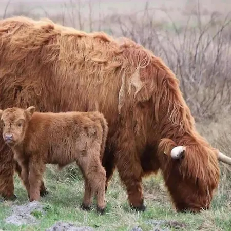 Villa In Near The Julianadorp