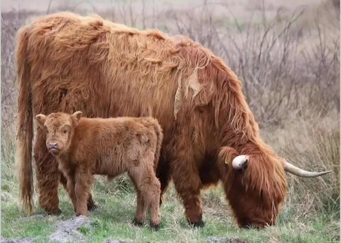 Villa In Near The Julianadorp